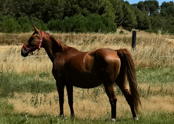 Quiona de Olid